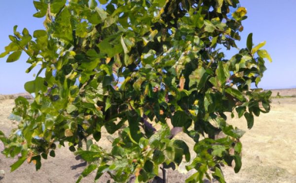 Pianta del pistacchio