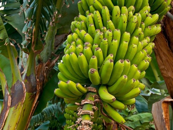 PERCHÈ MANGIARE LA BANANA ESSICCATA? La Banana Essiccata la consigliamo sempre poiché si tratta di uno spuntino ricco di nutrienti, gustoso e soprattutto un’alternativa super sana, specialmente quando si è fuori casa.  La nostra banana viene essiccato non appena raggiunge il giusto grado di maturazione. Ecco perchè poi il frutto non ha bisogno di alcun additivo o conservante. Si tratta infatti di un processo volto a mantenere le proprietà del prodotto. La Banana essiccata è infatti molto pratica da portare sempre con sé per non cedere a merendine e snack ipercalorici. Basta mettere la banana, o il mix di frutta secca ed essiccata prescelto nel nostro porta snack, il Maka Tool e il gioco è fatto. Con la Banana avrai magnesio, potassio, vitamina C e molti altri elementi sempre a portata!